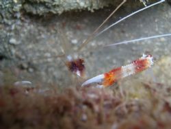 Red-Banded Coral Shrimp. Dive Site: Tear Drop @ West Palm... by Mark Hoevenaars 